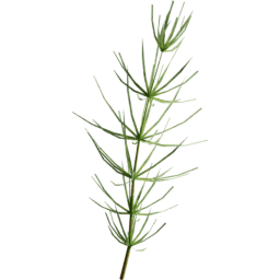 Equisetum arvense E summer
