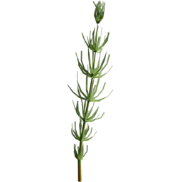 Equisetum arvense F summer