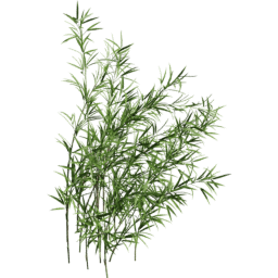 Fargesia murielae B summer