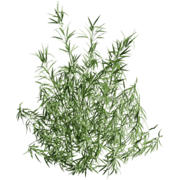 Fargesia murielae F summer