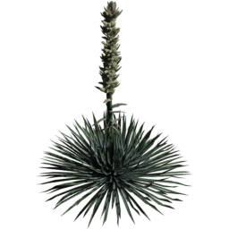 Hesperoyucca whipplei B spring summer