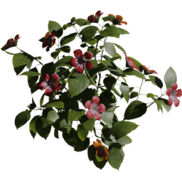 Hibiscus rosa sinensis D spring summer autumn
