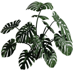 Monstera deliciosa A spring summer autumn