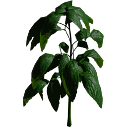 Ocimum basilicum A spring summer autumn