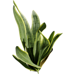 Sansevieria trifasciata B spring summer autumn