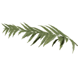 Single Dryopteris carthusiana B spring summer autumn