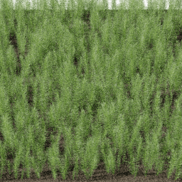 Plants Equisetum arvense B summer