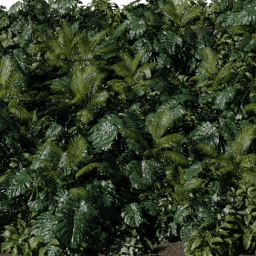 Plants Tropical forest A spring summer