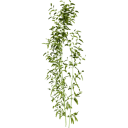 Bambusa vulgaris B spring summer autumn