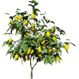 Citrus medica A spring summer autumn