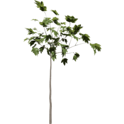 Acer pseudoplatanus A summer