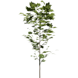 Acer pseudoplatanus C summer