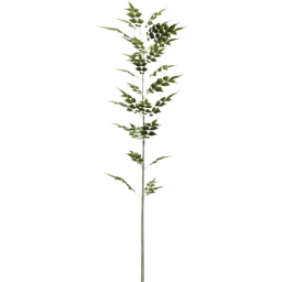Fraxinus excelsior B summer
