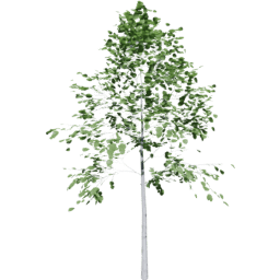 Populus tremuloides A summer
