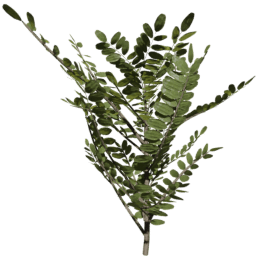 Robinia pseudoacacia A summer