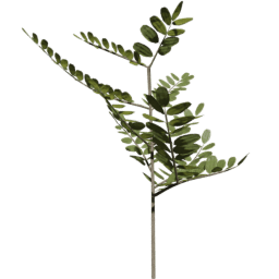 Robinia pseudoacacia B summer