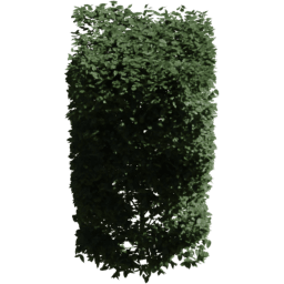Carpinus betulus A summer