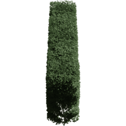 Carpinus betulus B summer