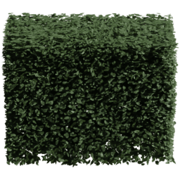 Carpinus betulus F summer