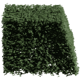 Carpinus betulus H summer