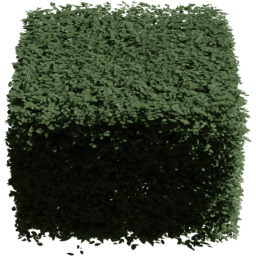 Carpinus betulus I summer
