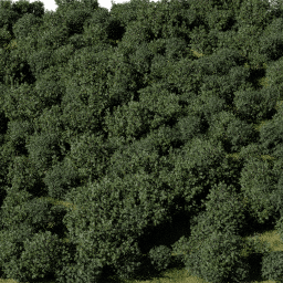 Shrubs Decorative Low B spring summer