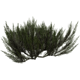 Artemisia tridentata D summer