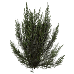 Artemisia tridentata E summer