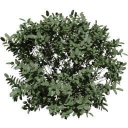 Buxus sempervirens B spring summer autumn