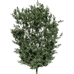 Buxus sempervirens C spring summer autumn