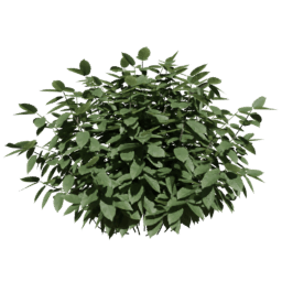 Carpinus betulus A summer