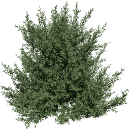 Carpinus betulus B summer