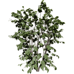 Corylus avellana B spring summer