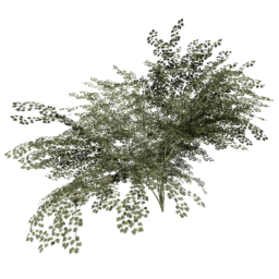 Crataegus laevigata B summer