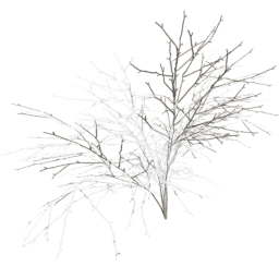 Crataegus laevigata B winter