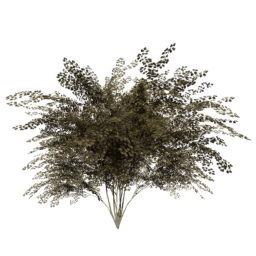 Crataegus laevigata C autumn