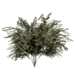 Crataegus laevigata C spring