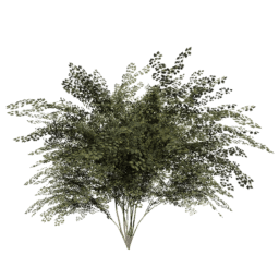 Crataegus laevigata C summer