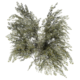 Crataegus laevigata D spring