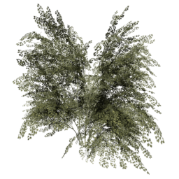 Crataegus laevigata D summer