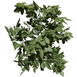 Fagus sylvatica A summer