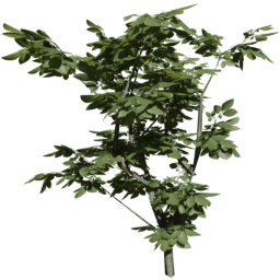 Fagus sylvatica C summer