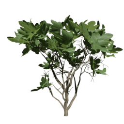 Ficus carica B summer