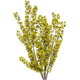 Forsythia intermedia A spring summer