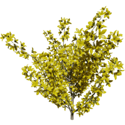 Forsythia intermedia B spring summer