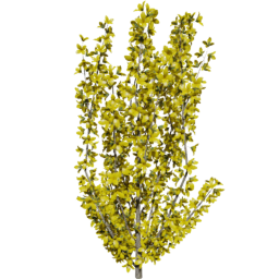 Forsythia intermedia C spring summer
