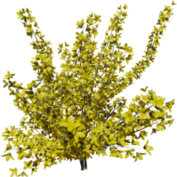 Forsythia intermedia D spring summer