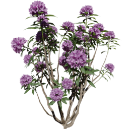 Rhododendron ponticum C spring summer