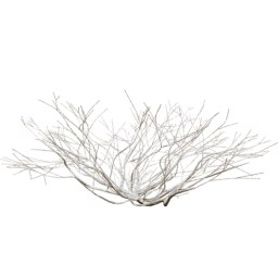 Rhus Aromatica A winter