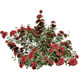 Rosa gallica B spring summer autumn